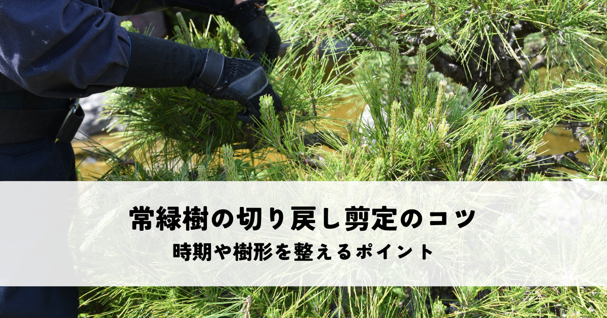 常緑樹の切り戻し剪定のコツとは？時期や樹形を整えるポイントを解説