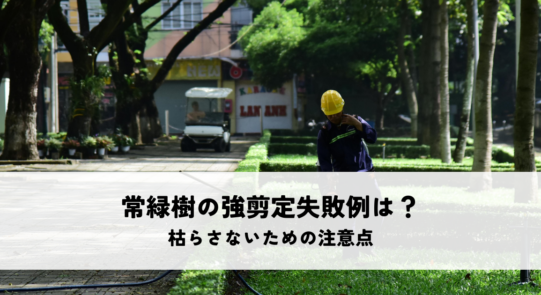 常緑樹の強剪定失敗例は？枯らさないための注意点も解説