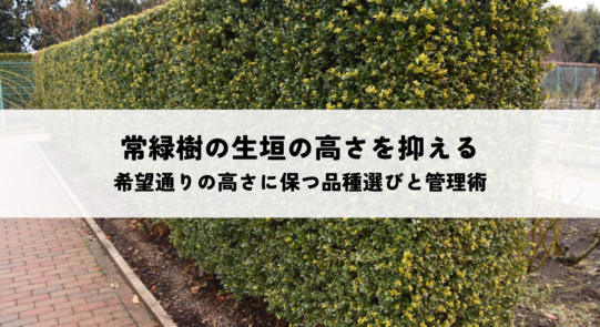 常緑樹の生垣の高さを抑える方法とは？希望通りの高さに保つ品種選びと管理術