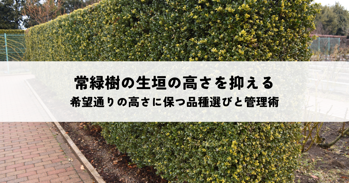 常緑樹の生垣の高さを抑える方法とは?希望通りの高さに保つ品種選びと管理術